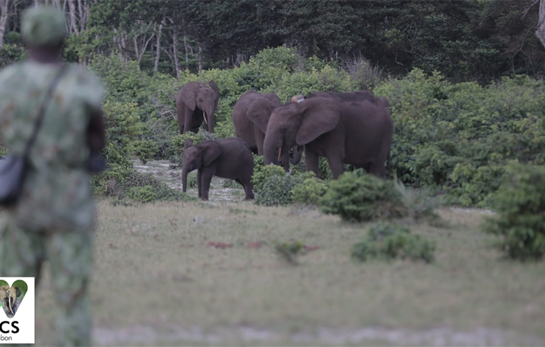 WCS researcher observing forest elephants in Gabon CREDIT: WCS Gabon